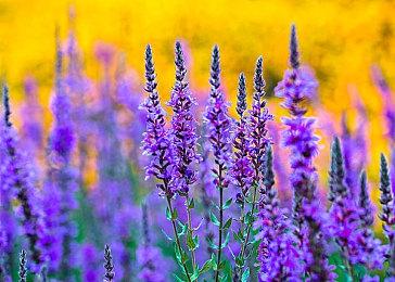 《全面战争：战锤3》超凡帝国新预告 巨大地图展示